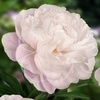 GARDENIA